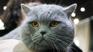 "Cat Person" author Kristen Roupenian has sold a new horror script to A24